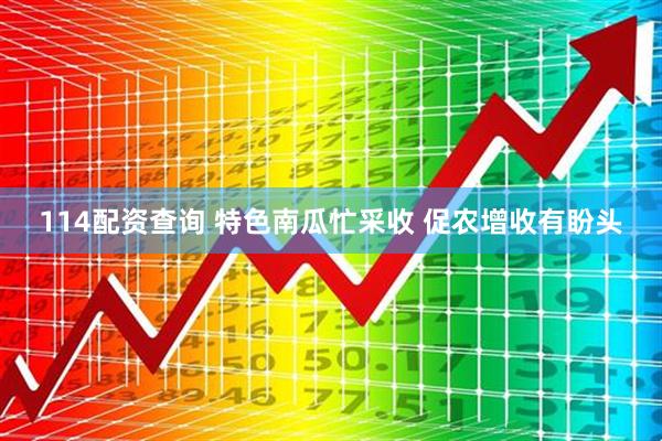 114配资查询 特色南瓜忙采收 促农增收有盼头
